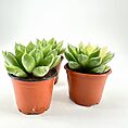 Succulent plants in terracotta pots on white background, highlighting green leaves and rosette pattern.