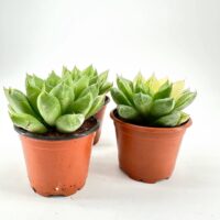 Succulent plants in terracotta pots on white background, highlighting green leaves and rosette pattern.