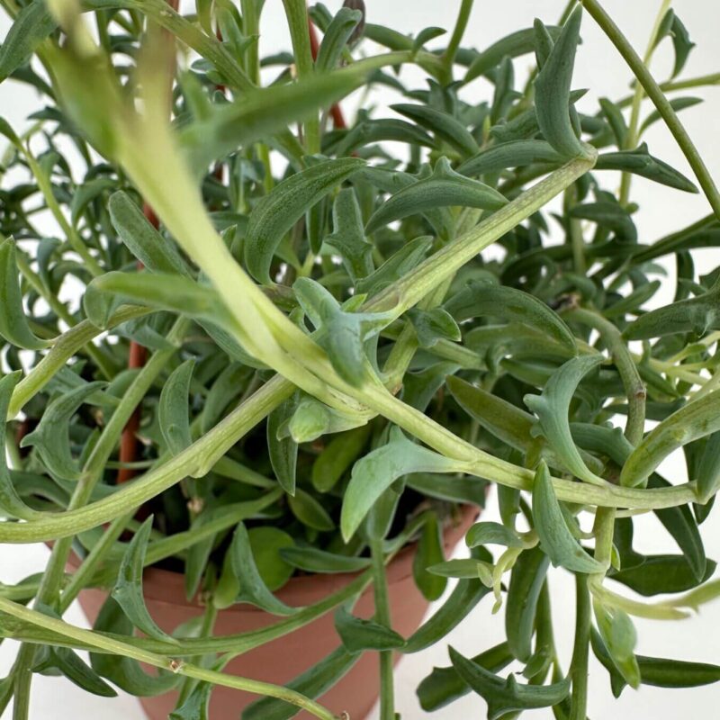 Thriving Succulent in Elegant Terracotta Pot Thriving green plant with succulent leaves in a terracotta pot, perfect indoor decor accent.