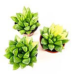 Haworthia Variegata Glass Succulent