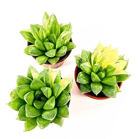 Three potted succulent plants with varied leaf colours on a white background.