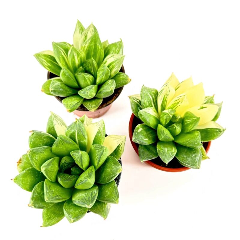 Three potted succulent plants with varied leaf colours on a white background.