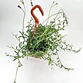 Vibrant green plant in terracotta pot with orange hook, glossy leaves, and budding flowers.