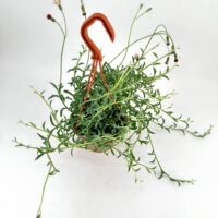 Vibrant green plant in terracotta pot with orange hook, glossy leaves, and budding flowers.