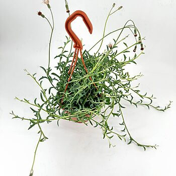 Vibrant green plant in terracotta pot with orange hook, glossy leaves, and budding flowers.