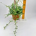 Trailing vine plant in terracotta pot with measuring stick for size reference.