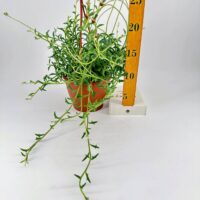 Trailing vine plant in terracotta pot with measuring stick for size reference.