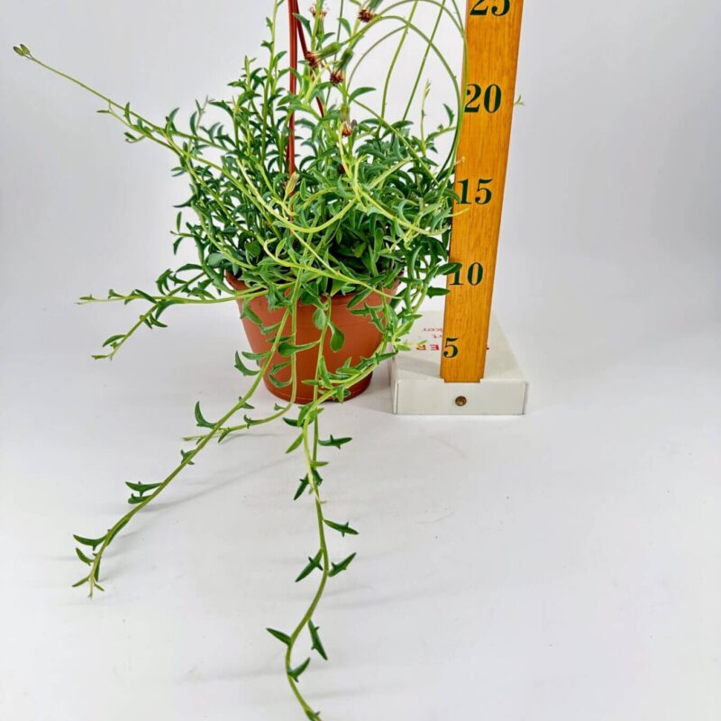 Graceful Indoor Vine in Terracotta Pot With Size Reference Trailing vine plant in terracotta pot with measuring stick for size reference.