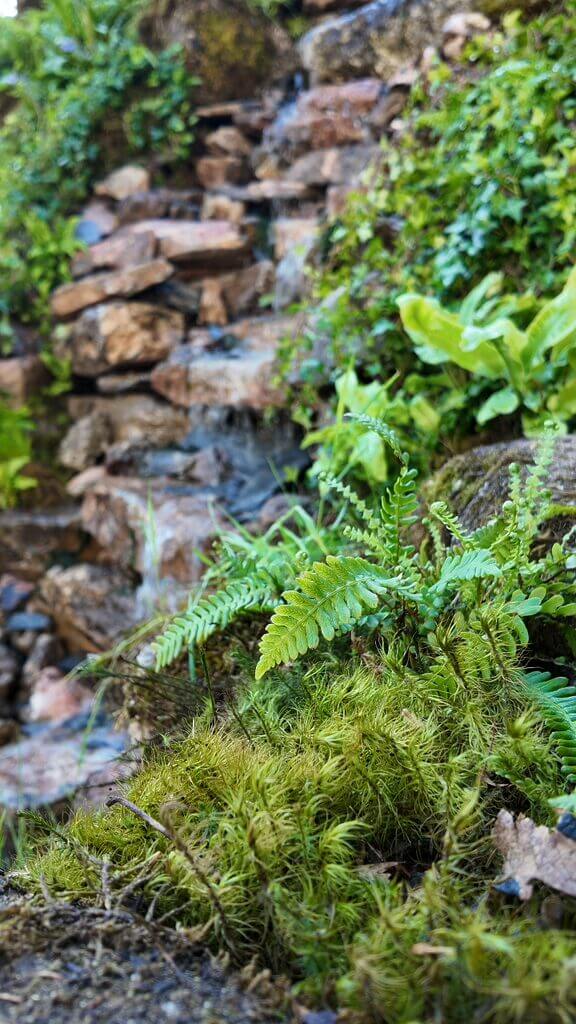 Serene waterfall with lush green ferns and moss-covered stones in a tranquil natural setting.