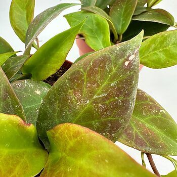 Tropical houseplant leaves with vibrant colours in terracotta pots, indoors, blurred background.