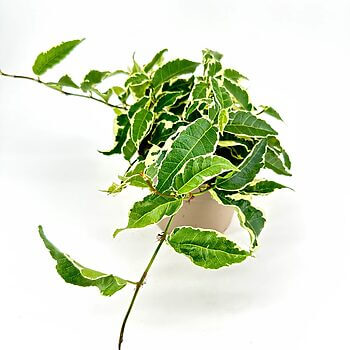 Lush variegated plant with green and white leaves in ceramic pot, on white background.