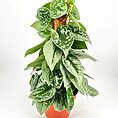 Lush variegated pothos plant in orange pot, vibrant green leaves for indoor decor.