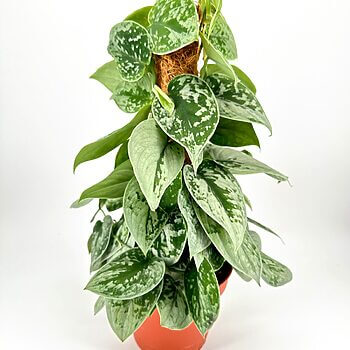 Lush variegated pothos plant in orange pot, vibrant green leaves for indoor decor.