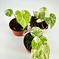 Variegated pothos houseplants in terracotta pots on white background, showcasing lush green and cream foliage.