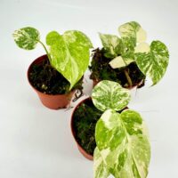Variegated pothos houseplants in terracotta pots on white background, showcasing lush green and cream foliage.
