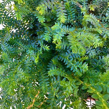 Lush green foliage with delicate serrated leaves, creating a vibrant and fresh visual experience.