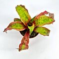 Vibrant bromeliad with colourful foliage, deep greens, vivid reds against a plain white background.