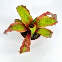 Vibrant bromeliad with colourful foliage, deep greens, vivid reds against a plain white background.