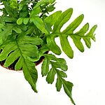 Polypodium Vulgare Fern