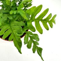 A lush green fern in a terracotta pot against a stark white background.