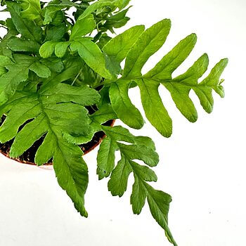 A lush green fern in a terracotta pot against a stark white background.
