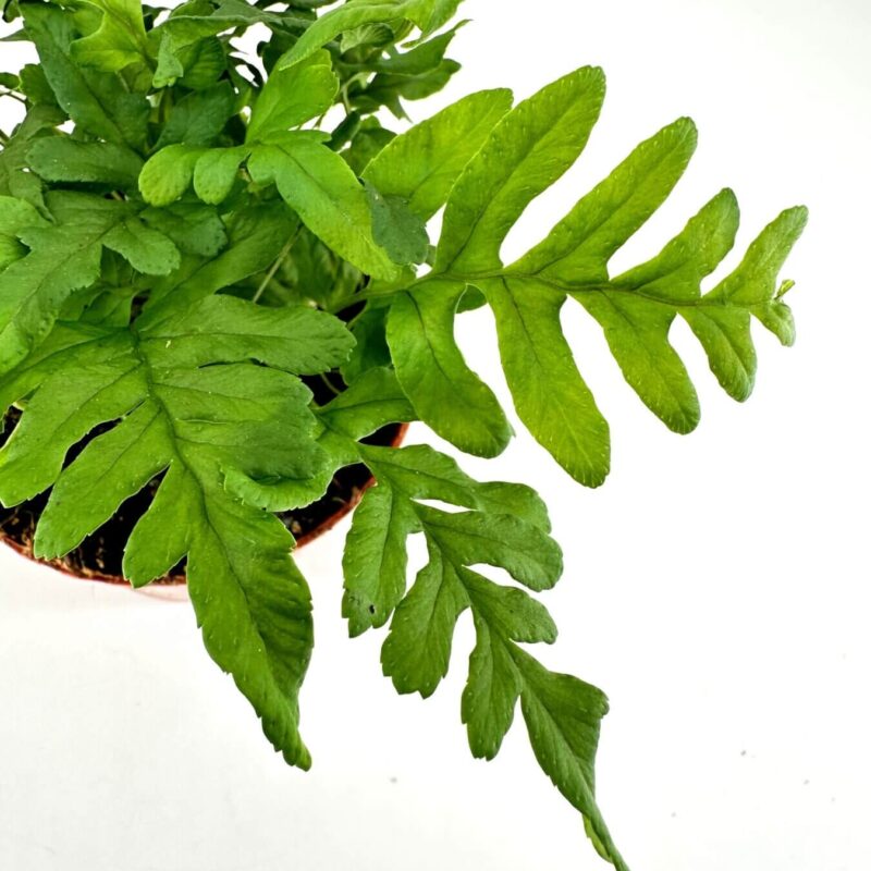 A lush green fern in a terracotta pot against a stark white background.