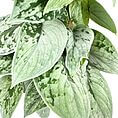 Vibrant green leaves with intricate patterns on a minimalist white background.