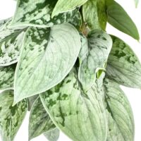 Vibrant green leaves with intricate patterns on a minimalist white background.