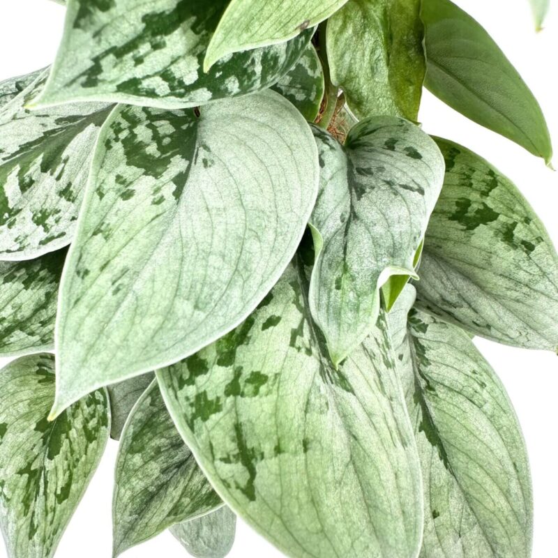 Intricate Patterns of Vibrant Green Leaves Vibrant green leaves with intricate patterns on a minimalist white background.