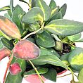 Variegated succulent in terracotta pot, showcasing vibrant green, yellow and red leaves.