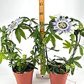 Two climbing flowering vines in terracotta pots with measurement stick.