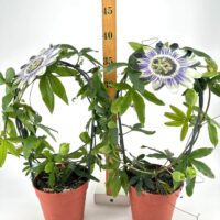 Two climbing flowering vines in terracotta pots with measurement stick.