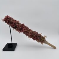 what-is-the-current-file-extension-eg