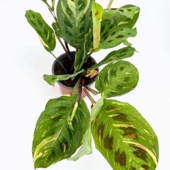Maranta leuconeura variegated Kerchoveana prayer plant in nursery pot showing green leaves with cream variegation and dark oval markings.