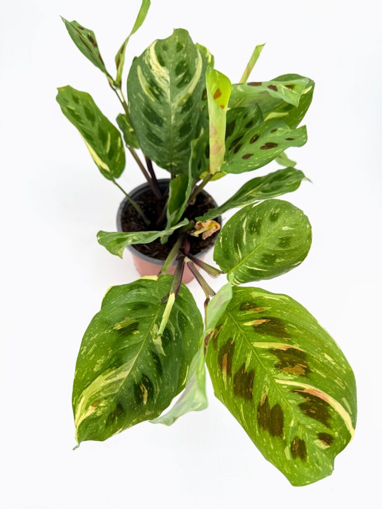 Maranta leuconeura variegated Kerchoveana prayer plant in nursery pot showing green leaves with cream variegation and dark oval markings.