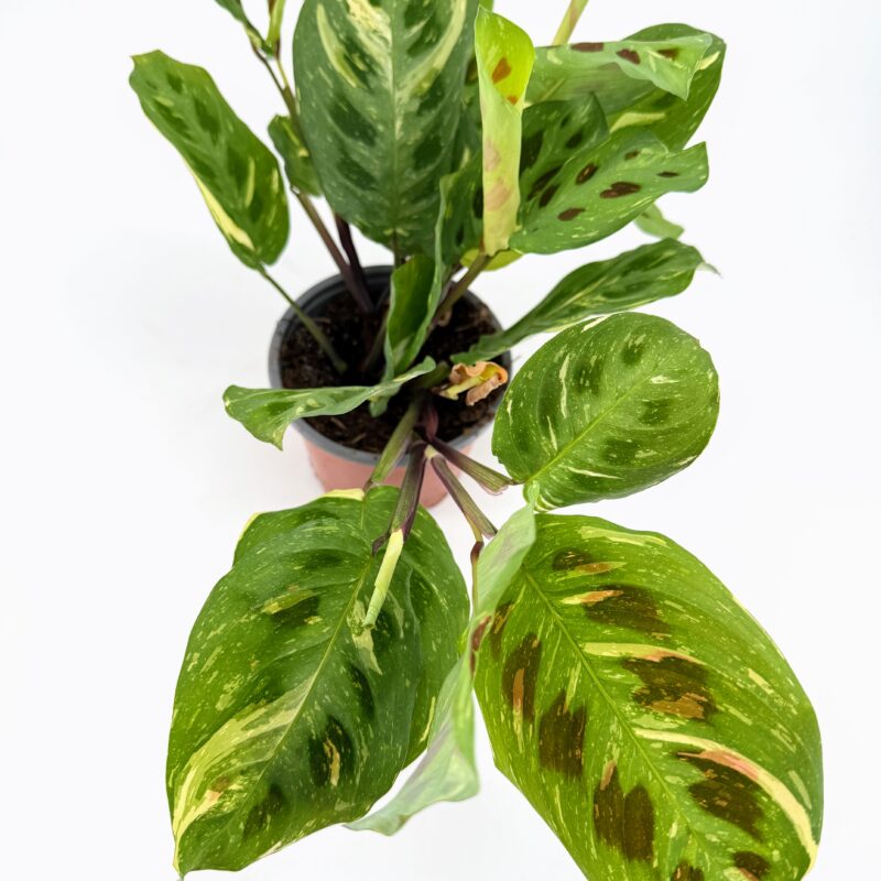 Maranta leuconeura variegated Kerchoveana prayer plant in nursery pot showing green leaves with cream variegation and dark oval markings.