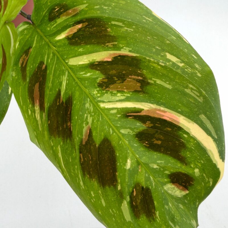 Maranta Leuconeura Kerchoveana Variegated Prayer Plant Close up of variegated Maranta Kerchoveana leaf showing dark green rabbit track spots and creamy variegation on bright green foliage.