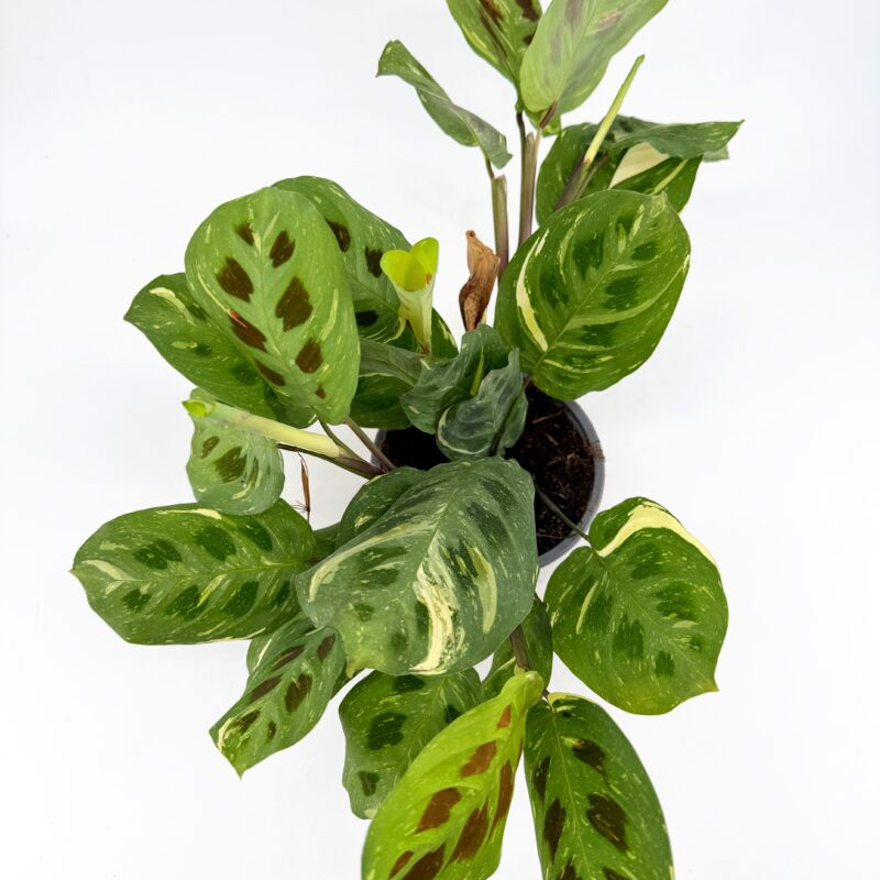 Maranta Leuconeura Kerchoveana Variegated Prayer Plant Variegated Maranta leuconeura Kerchoveana prayer plant with cream variegation and dark rabbit track markings growing in nursery pot.