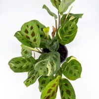 Variegated Maranta leuconeura Kerchoveana prayer plant with cream variegation and dark rabbit track markings growing in nursery pot.