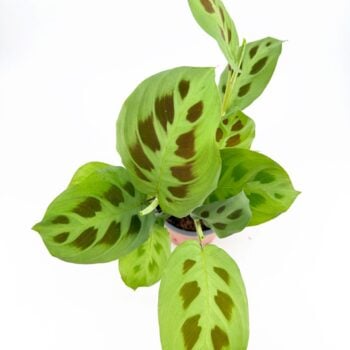 Maranta leuconeura Kerchoveana prayer plant displaying bright green leaves with distinctive dark oval rabbit track patterns.