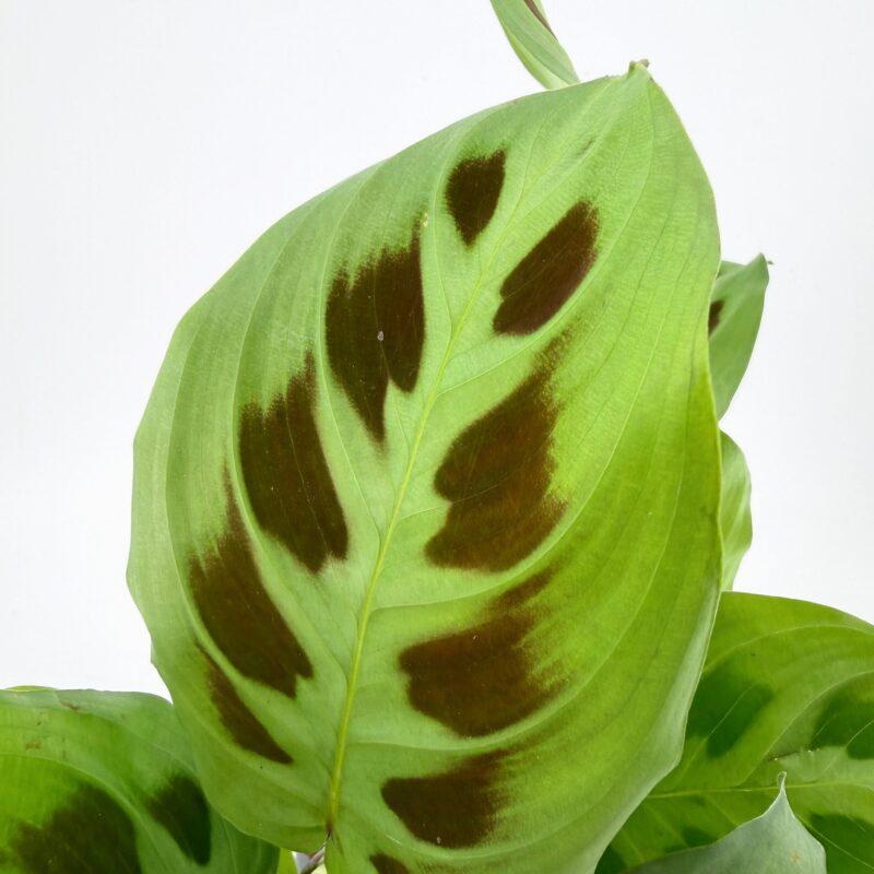 Maranta Leuconeura Kerchoveana Prayer Plant Close up of Maranta leuconeura Kerchoveana prayer plant leaf showing dark green rabbit track markings on light green foliage.