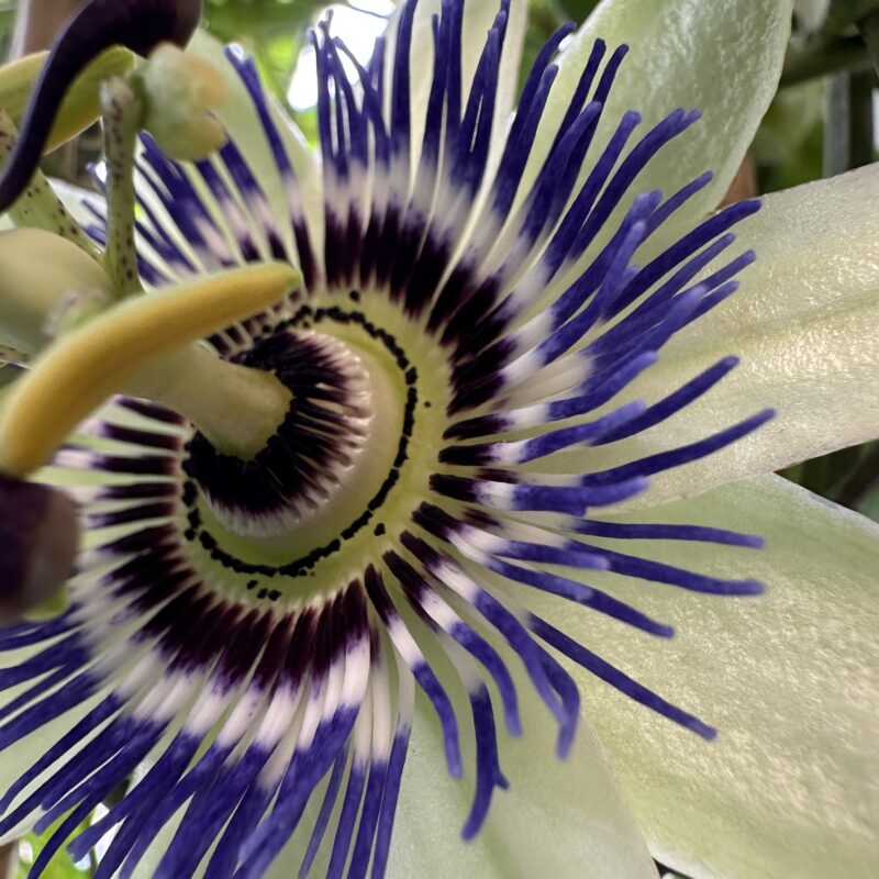 Passion Flower Climbing Plant Passiflora Passion flower bloom close up showing purple and white petals and detailed centre structure