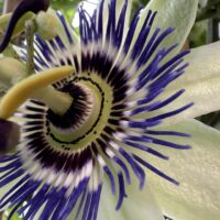 Passion flower bloom close up showing purple and white petals and detailed centre structure