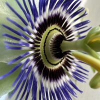 Macro shot of Passiflora flower centre with purple filaments and intricate pattern detail