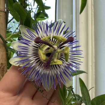 Passion flower bloom held in hand showing size and detailed structure of Passiflora flower