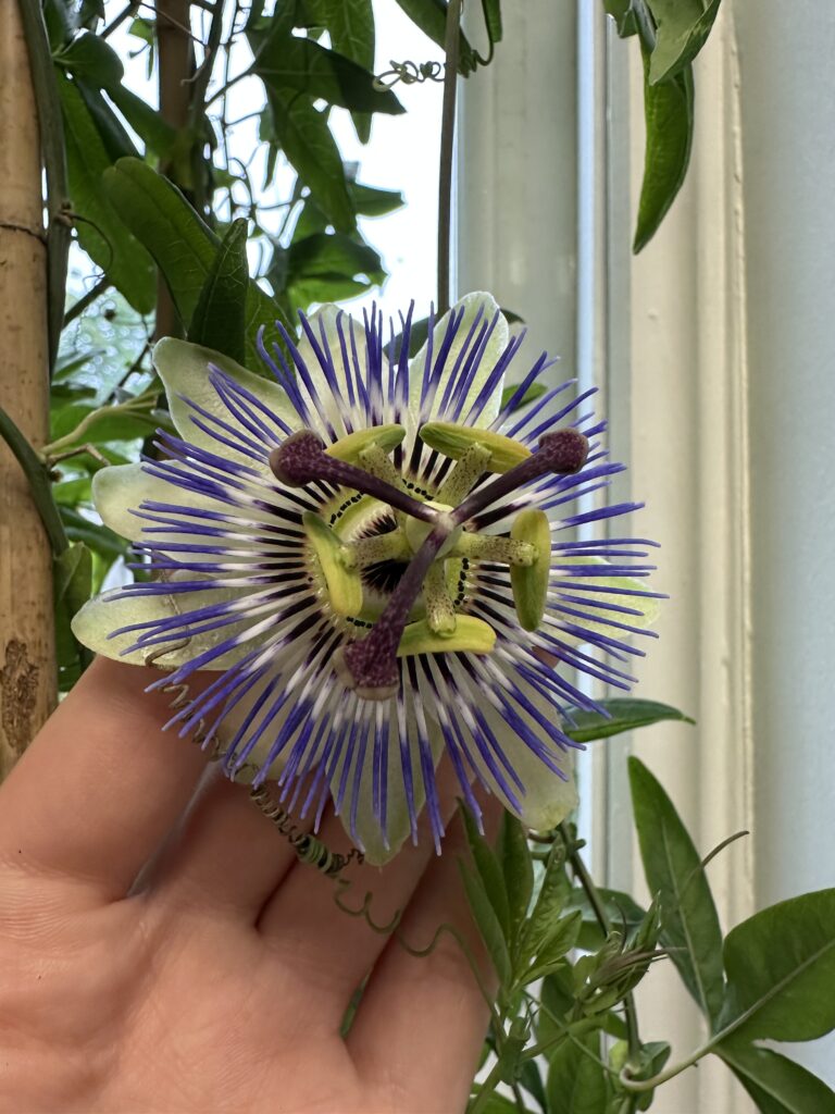 Passion flower bloom held in hand showing size and detailed structure of Passiflora flower