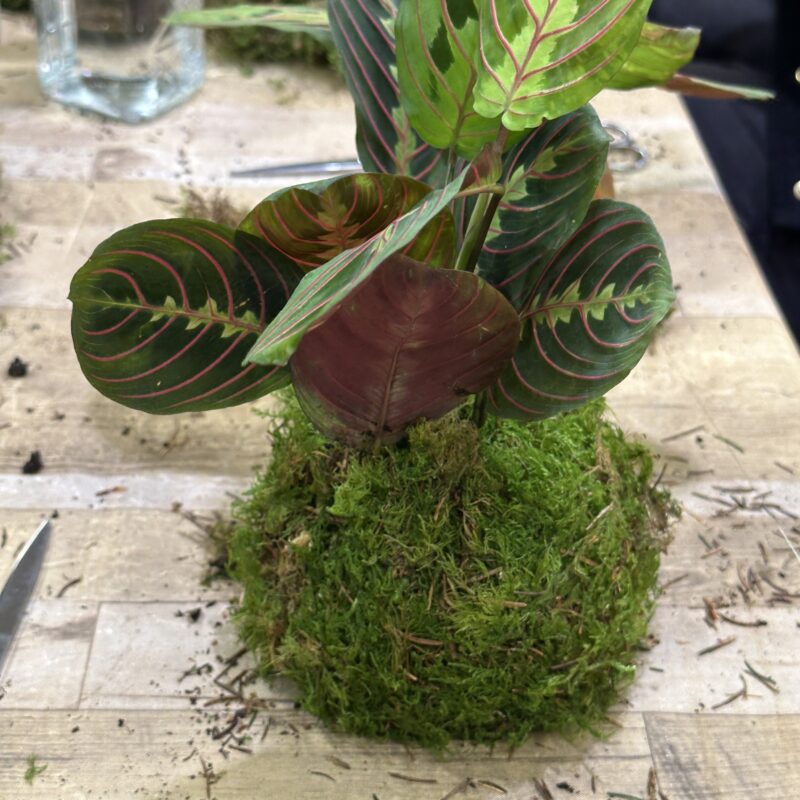 Kokedama DIY Kit - Create Your Own Moss Ball Art Kokedama DIY Kit - Create Your Own Moss Ball Art