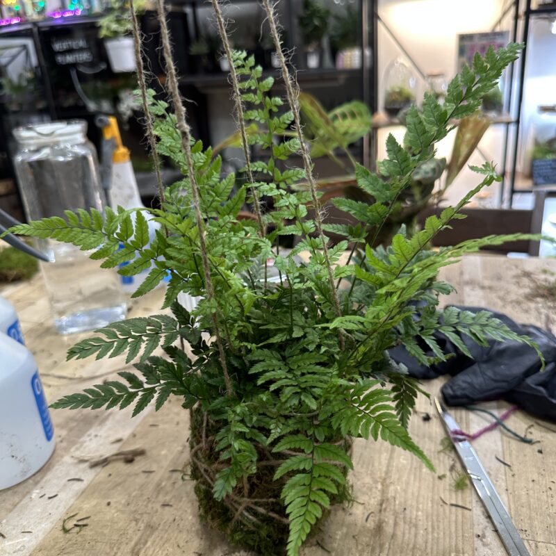 Kokedama DIY Kit - Create Your Own Moss Ball Art Kokedama DIY Kit - Create Your Own Moss Ball Art