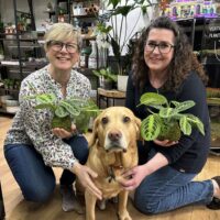 Kokedama DIY Kit - Create Your Own Moss Ball Art