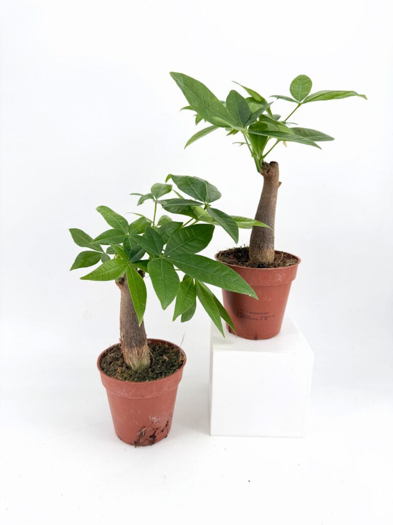 Two healthy Pachira Aquatica Lucky Money Tree houseplants displayed in small nursery pots against a clean white background. Each plant features a thick woody trunk and lush green, hand-shaped leaves, creating a decorative and symbolic indoor plant ideal for homes and offices.